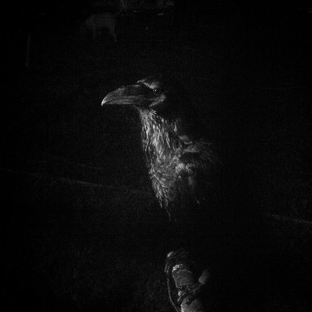 Imatge del programa i-am